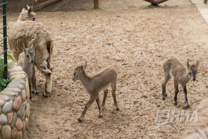 Северный оленёнок и три самки голубых баранов вышли на первую прогулку в нижегородском зоопарке Лимпопо