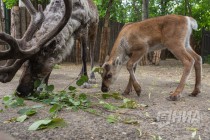 Северный олень занесён в Красную книгу как исчезнувший на территории Нижегородской области вид