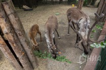 После семимесячной беременности Янга произвела на свет крепкого олененка – самку, которая почти сразу стала пробовать вставать на ноги