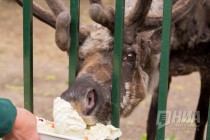 Северных оленей, обитавших в Нижегородской области, охотники истребили почти 100 лет назад