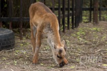 Первую попытку вновь заселить заволжские леса этими животными предприняли в 60-е годы прошлого века, но олени не прижились