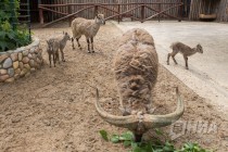 Сразу трое детенышей родилось в семействе голубых баранов в нижегородском зоопарке Лимпопо в июне 2016 года