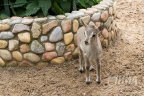 Мамами стали самка Кунга и самка Галатея, все трое детенышей - также самки