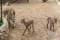 Голубой баран получил свое название за серо-голубой оттенок в окраске шерсти, особенно хорошо выраженной у животных в первую зиму их жизни