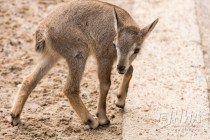 Трое детенышей родилось в семействе голубых баранов в нижегородском зоопарке Лимпопо в июне 2016 года