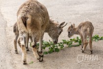 Трое детенышей родилось в семействе голубых баранов в нижегородском зоопарке Лимпопо в июне 2016 года