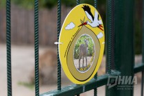 Трое детенышей родилось в семействе голубых баранов в нижегородском зоопарке Лимпопо в июне 2016 года