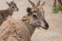 Трое детенышей родилось в семействе голубых баранов в нижегородском зоопарке Лимпопо в июне 2016 года
