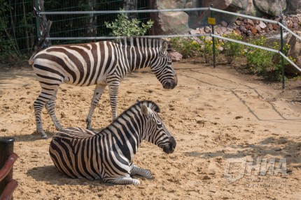 Две зебры Чапмана стали новыми обитателями нижегородского зоопарка Лимпопо