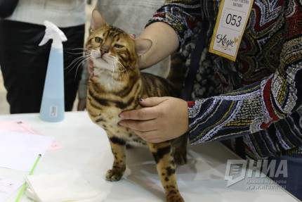 Выставка кошек прошла на Нижегородской ярмарке 4 ноября