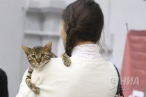 Выставка кошек прошла на Нижегородской ярмарке 4 ноября