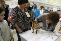 Выставка кошек прошла на Нижегородской ярмарке 4 ноября