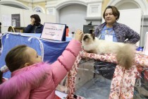 Выставка кошек прошла на Нижегородской ярмарке 4 ноября