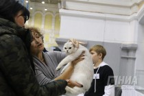 Выставка кошек прошла на Нижегородской ярмарке 4 ноября