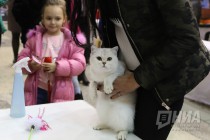 Выставка кошек прошла на Нижегородской ярмарке 4 ноября