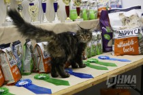 Выставка кошек прошла на Нижегородской ярмарке 4 ноября