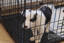 Новый приют для животных открылся в Нижнем Новгороде 20 декабря