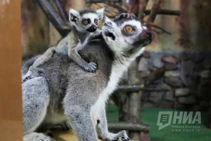 Пополнение сразу в нескольких семействах в зоопарке Лимпопо