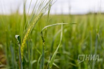 Более чем на четверть возрос план по производству зерна в Нижегородской области на 2017 год