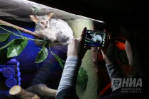 В нижегородском зоопарке Лимпопо