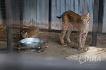 Детеныши рыси на прогулке в нижегородском зоопарке Лимпопо