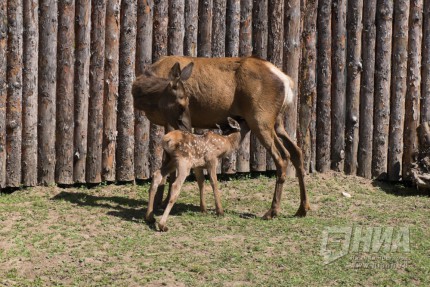 Журналистам показали новорожденного детеныша марала в нижегородском зоопарке Лимпопо