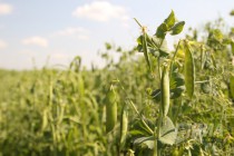 Гороховое поле