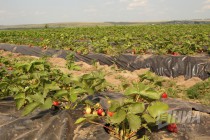 Клубничное поле ООО Рассвет