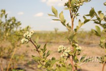Голубика ООО Рассвет