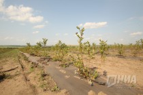 Голубика ООО Рассвет