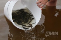 Выпуск молоди стерляди в реку Волгу