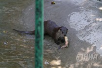 Кормление выдр