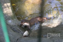 Кормление выдр