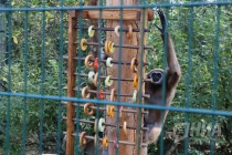 Кормление белоруких гиббонов