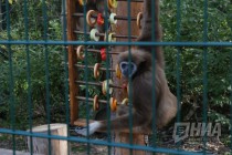 Кормление белоруких гиббонов