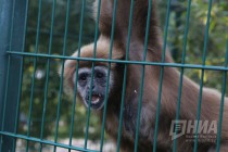 Кормление белоруких гиббонов