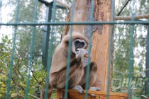 Кормление белоруких гиббонов