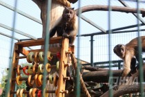 Кормление бурых капуцинов