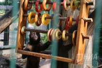 Кормление бурых капуцинов