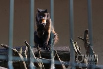 Кормление бурых капуцинов