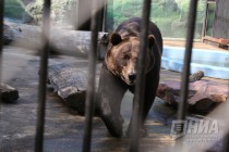 Угощение медведей любимым их лакомством - медом