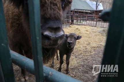 Зубрёнок родился в зоопарке Лимпопо в Нижнем Новгороде