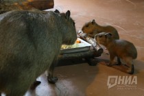 Семейство капибар