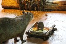 Семейство капибар