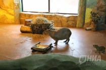 Семейство капибар