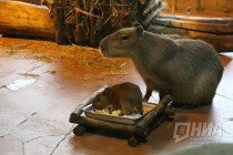 Семейство капибар