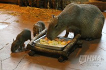 Семейство капибар