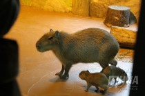 Семейство капибар