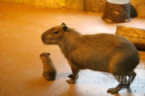 Семейство капибар