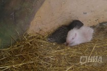 Детеныши дикобраза